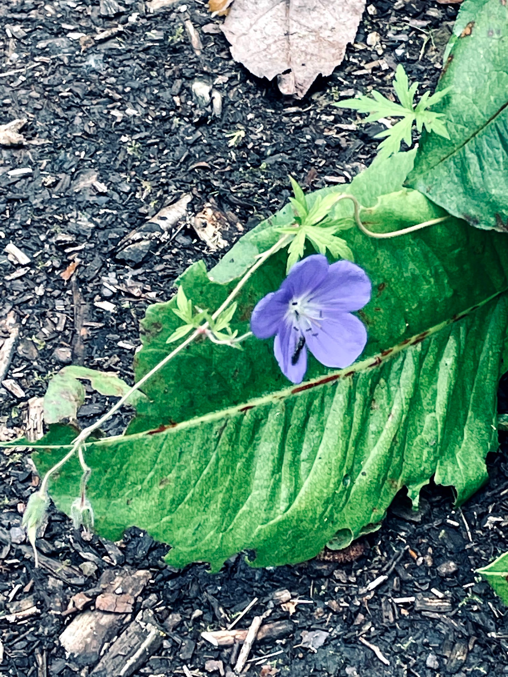 Meadow Cranes Bill Plant